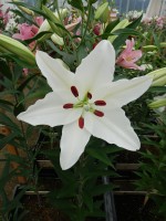 [5582 VH12 No02.JPG]